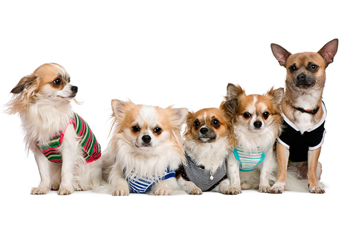 Pet Clothing