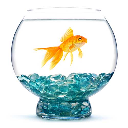 Fish Products